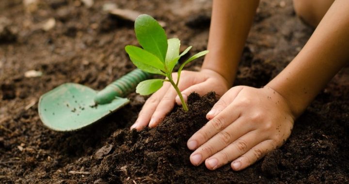 Gardening With Children: Tips, Tricks, and Benefits to Gardening with Kids